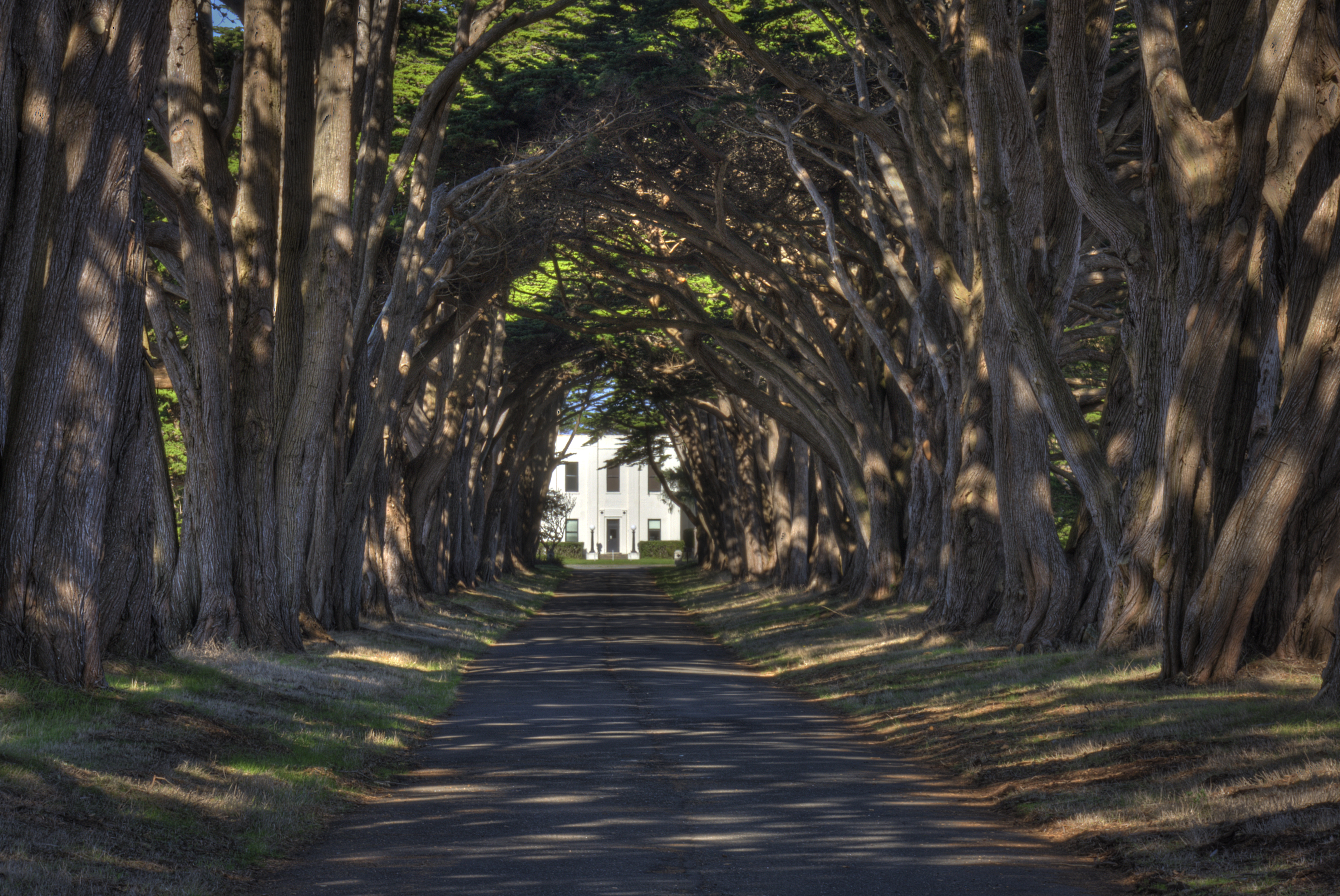 tunnel of trees